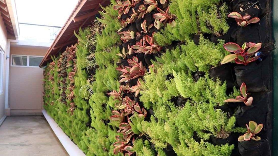 Vertical gardens serve as compound walls for a few houses