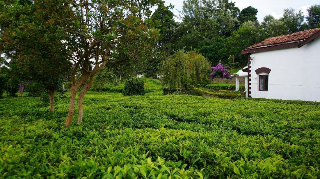 Tea Estate view
